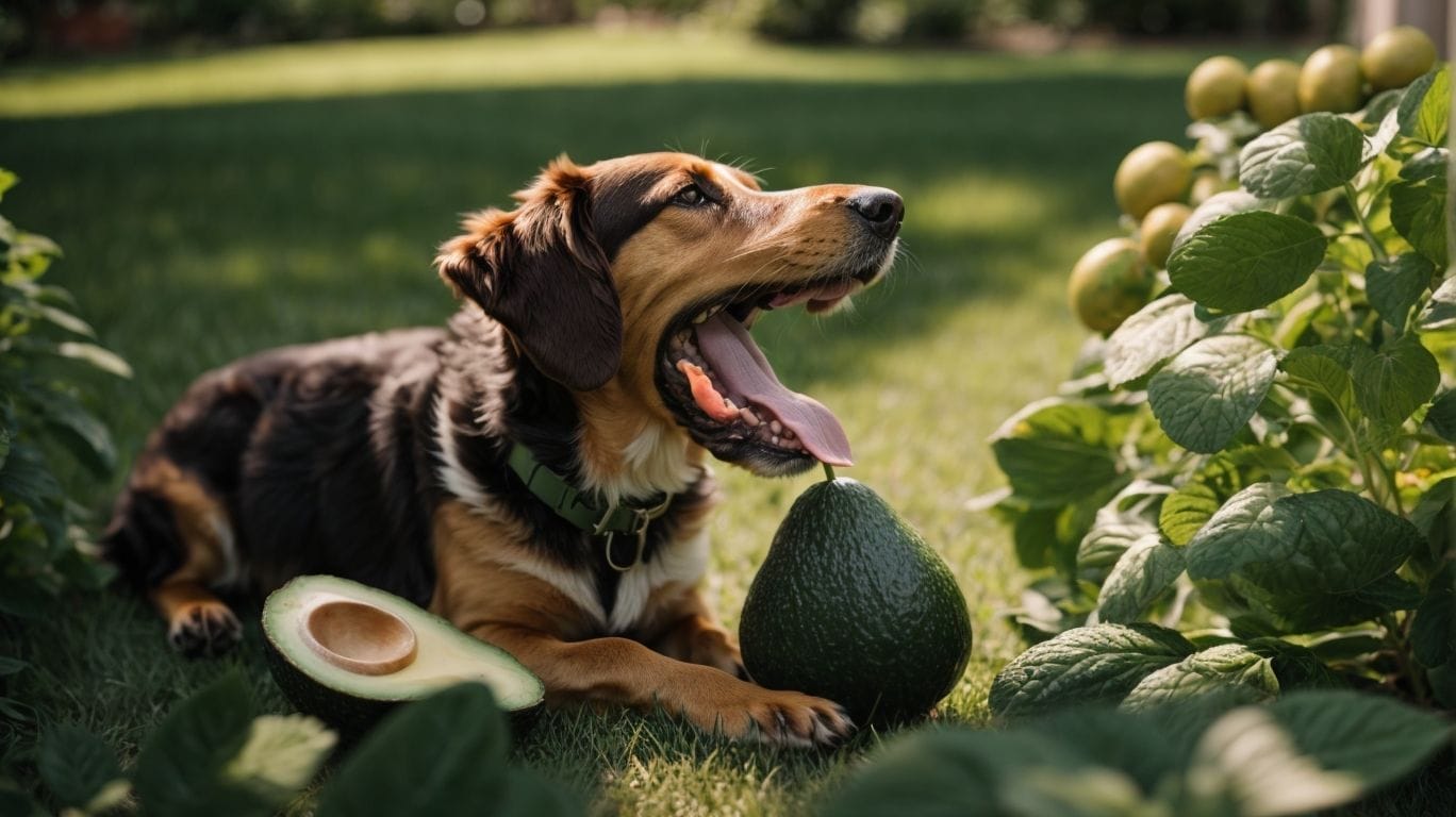 Are Avocados Toxic to Dogs? - Can Dogs Eat Avocado? 
