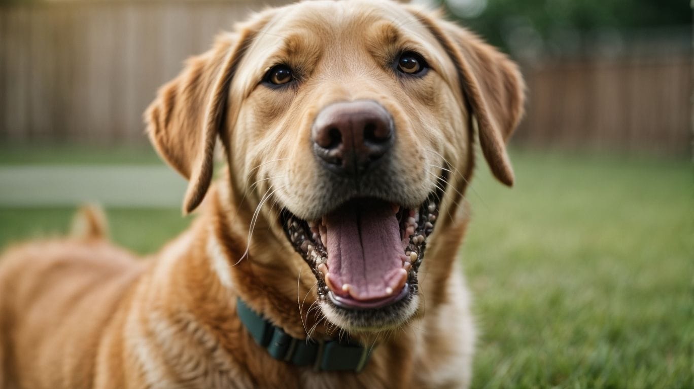 Understanding Canine Facial Expressions - Can Dogs Smile? 