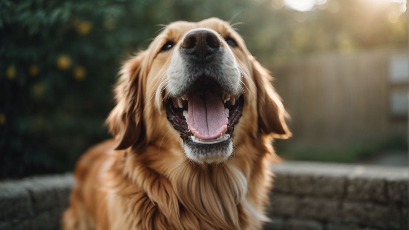 Why is Dental Care Important for Dogs? - Do Dogs Teeth? 