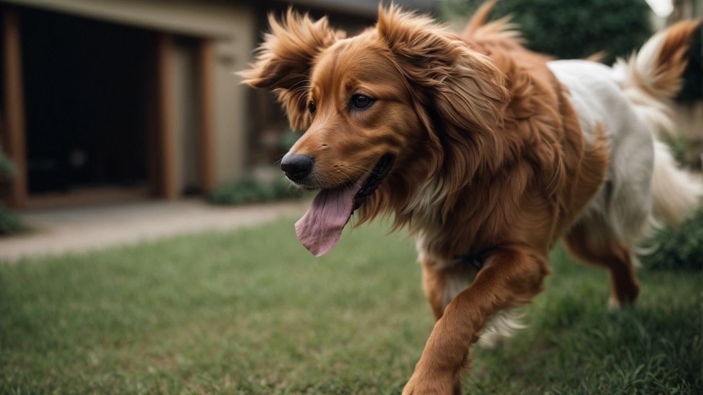 The Different Types of Tail Wagging - Why Do Dogs Wag Their Tails? 